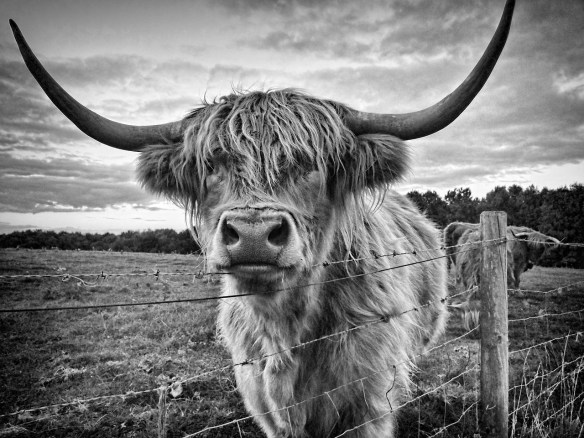 highland-cow-1514300_1280