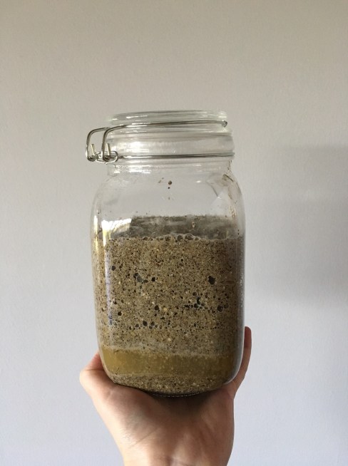 fermented-chicken-feed-day-three