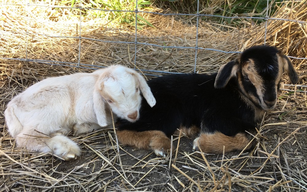 baby-goats-murphy-mac